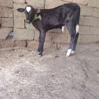 بقرة • أول بطن حليب • سديره سفلئ
