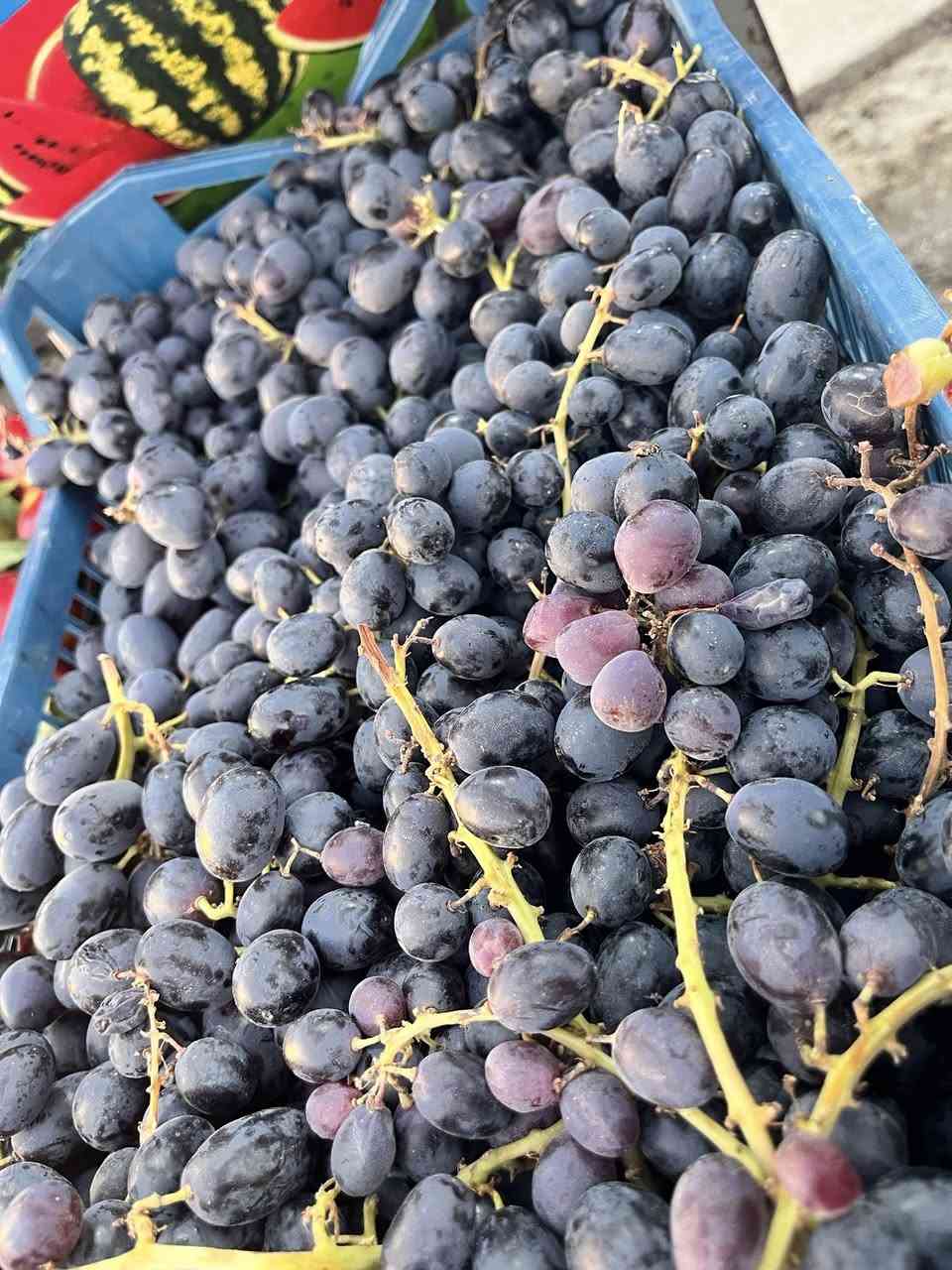 مساء الخير 
تشكيله فواكه صيفيه 
خوخ كعب الغزال (كعكي )
كوجه خضره حامضه 
اڤوكادو جديد 
منگه مصريه 
علوه حي المعلمين 
للاتصال ***********
