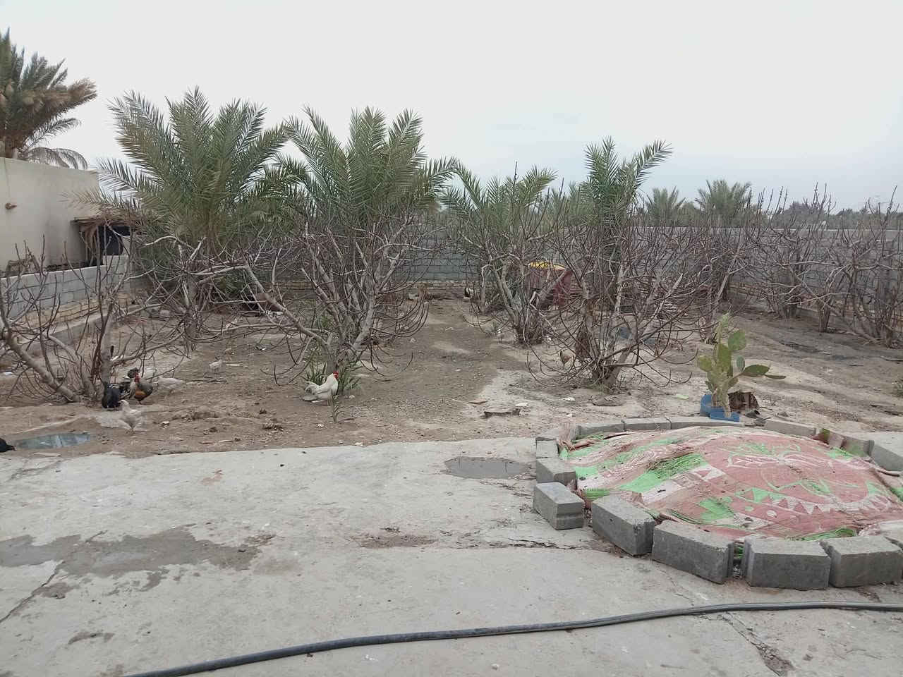 سلام عليكم ورحمة الله وبركاته دار للبيع لمساحه 500متر لبيت ما كامل كلش بي تلحيضات لعنوان بابل لمنطقه بني ساله قرب شريفه بنت الحسن عليه السلام بضهر لبيت مدرسة العباس المخطلطه بتدايه ومتوصطه 
الا ستفسار رقم  ***********.وشكرن لكم
