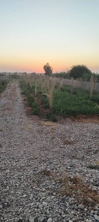 نهر دجله • سند ٢٥ • ٣٤ نخيل