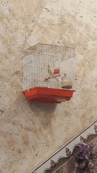 متاح كناري شيرازي فول فول سعره  ب55معه القفص مكان العمارة حي جمعيات رقم *********** يوجد توصيل
