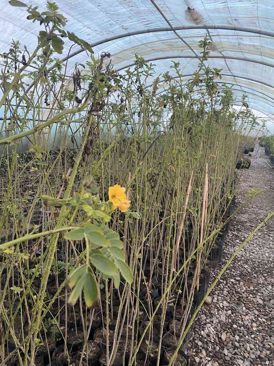 مشتل زيد للتواصل ***********
گازولينا (اثل)شجر زينه جميل جداً 1500
اكاسيا كصريه اخر وجبه تبقى 2500
حمضيات حجم صغير 2000
حمضيات حجم كبير 3000
