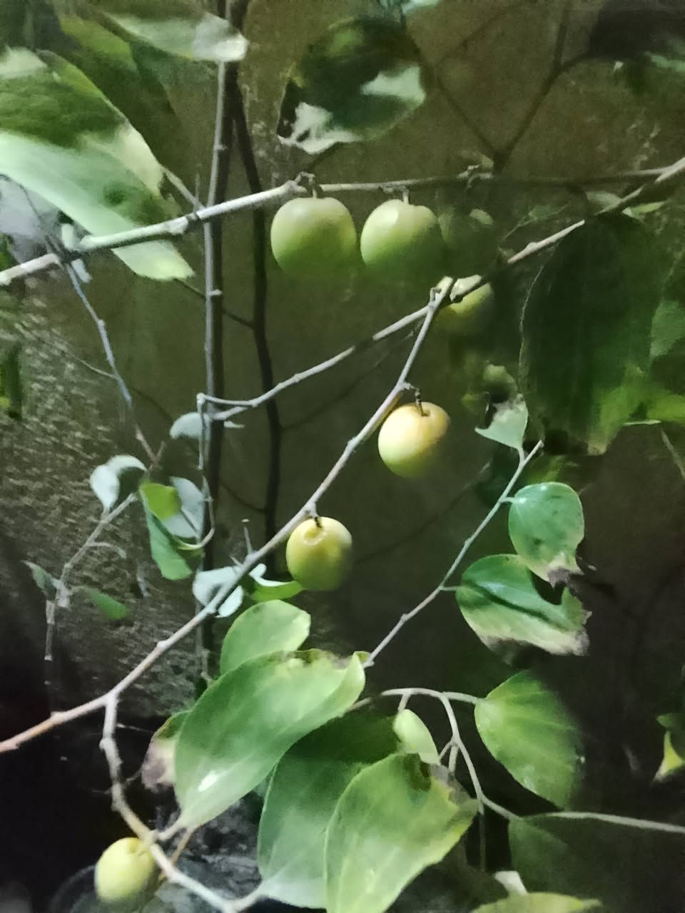 سلام عليكم يتوفر برتقال ابو صره سعر 4000 لالنگي 3500 حامض 4000 نومي بصره إرتفاع 3 متر واكثر حمال بي حمل سعر 15 رارنج اسباني 3 متر وفوگ سعر 10 نبگ تفاحي شايل إرتفاع مترين سعر 15 ددونيا إرتفاع متر سعر 1000 قلنطوز خشن  سعر 2000 انگدنيا سندان 5000 لالنگي صيني خشن إرتفاع مترين واگثر حمال سعر 15 رارنج خشن سعر 2000 سندي 4000 گريم فوت 4000 ان شاء الله غدا متواجد فلكه الفرسان ***********
