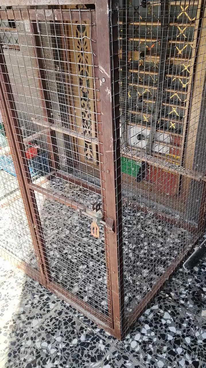 سلام عليكم اعيد النشر بسبب
الوعود الكاذبه قفص للبيع مكاني 
بالحر قيم باليرضي الله ***********
