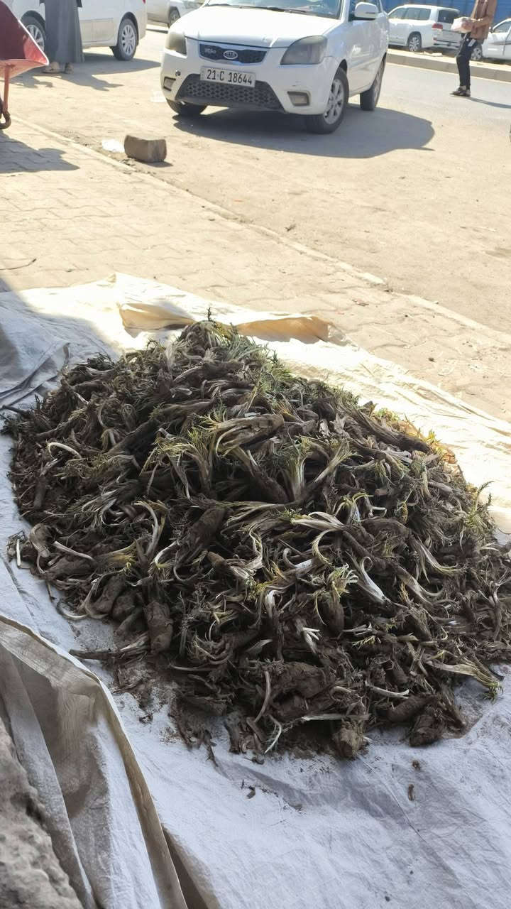 سلام عليكم موجود كعوب درجه اوله يم علوه المخضر مقابيل اسواق الفواز مفتحين حد المغرب


**إذا كنت صاحب هذا الإعلان وتريد حذفه لأي سبب، رجاءا أرسل رسالة إلى الدعم الفني**