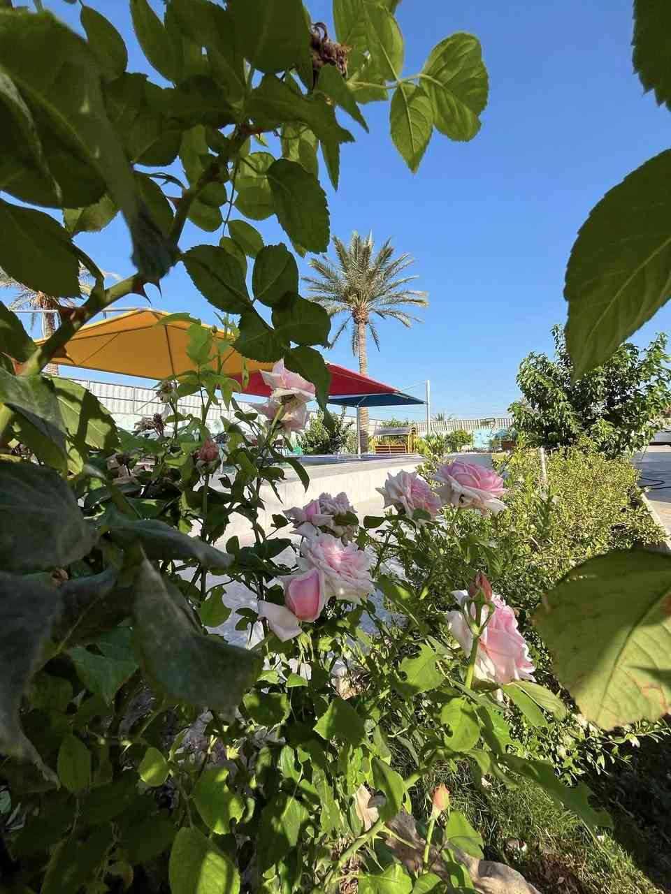 مزرعة ليان
يتوفر حجز يوم الجمعة والسبت 
بغداد المدائن 
للحجز والاستفسار ***********
