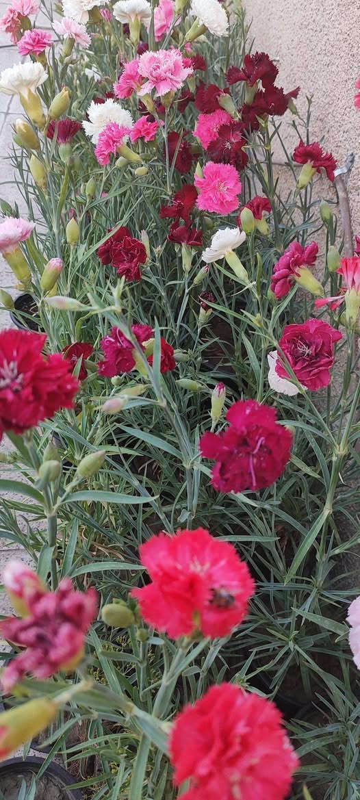 قرنفل قطمر عراقي عطري دائمي
مناسب للقطف و الباقات الصغيرة
يزهر خلال الشتاء و يزداد التزهير في الربيع و يتوقف في باقي السنة
في الصيف يوضع في شمس الصباح الباكر فقط
يفضل نقله لسندان اكبر 
سعر السندان ٢٠٠٠ دينار 
توصيل فقط لاغلب احياء الموصل 
للطلب يرجى مراسلة الصفحة


**إذا كنت صاحب هذا الإعلان وتريد حذفه لأي سبب، رجاءا أرسل رسالة إلى الدعم الفني**