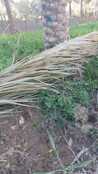 سعف اخضر • سعف يابس • كربلاء الحسينيه