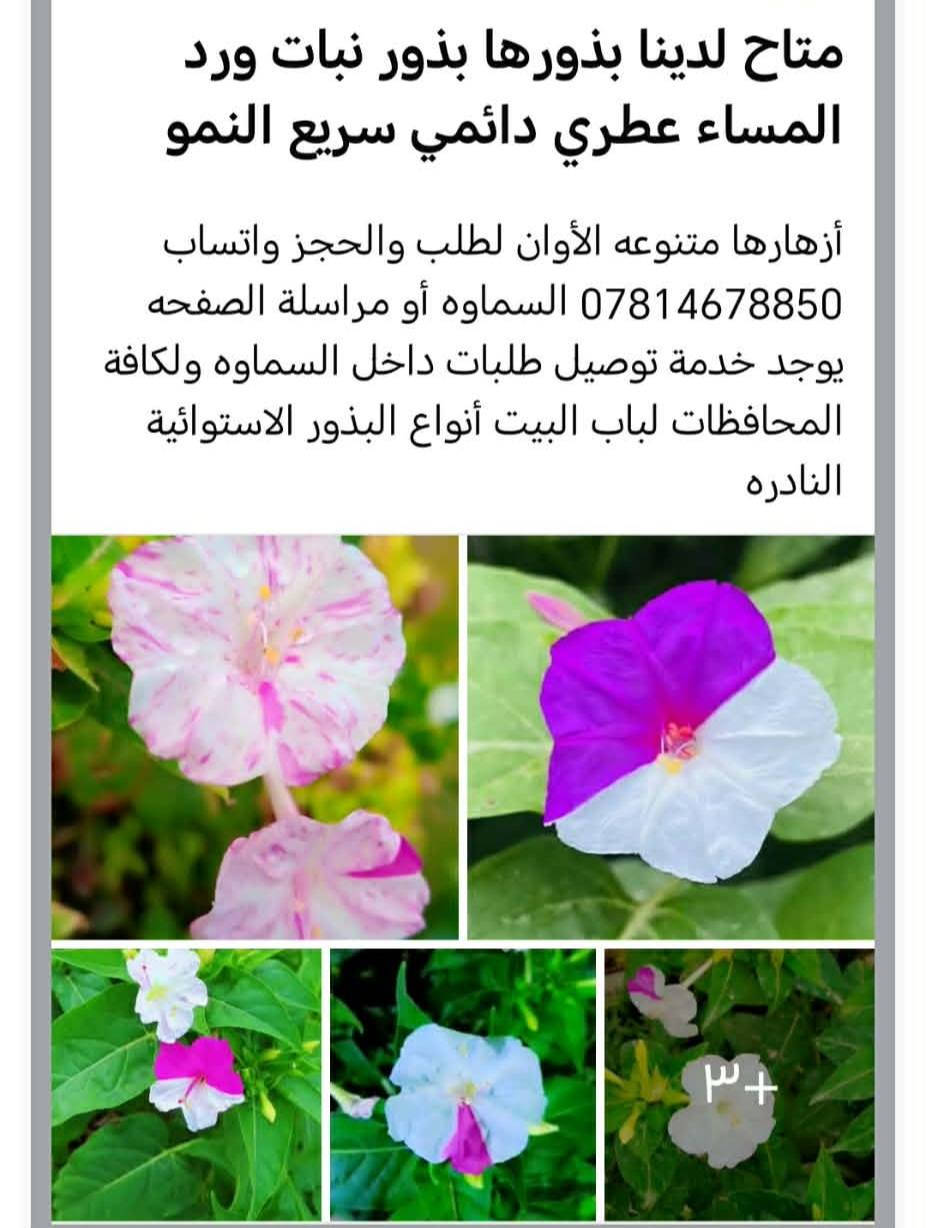 متاح لدينا شتلات نبات ورد المساء الوان عطري دائمي سريع النمو لطلب والحجز واتساب
*********** السماوه أو مراسلة الصفحه يوجد خدمة توصيل طلبات داخل السماوه ولكافة المحافظات لباب البيت أنواع البذور الاستوائية النادره
