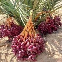 ام البلاليز • ٤٠ فسيلة • كربلاء