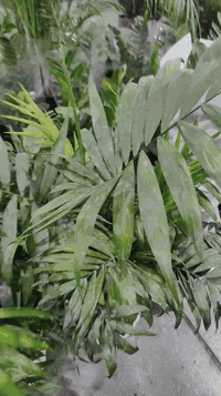 تجهيز احد الزبائن بالنباتات الظلية من محافظة المثنى  العنوان: حلة حي ا...