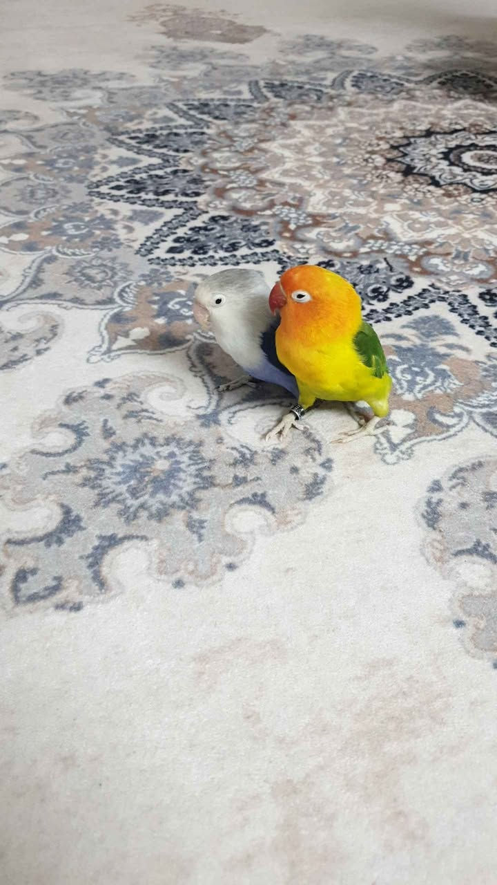 ‎بڵبڵ‎ أربيل, العراق


**إذا كنت صاحب هذا الإعلان وتريد حذفه لأي سبب، رجاءا أرسل رسالة إلى الدعم الفني**