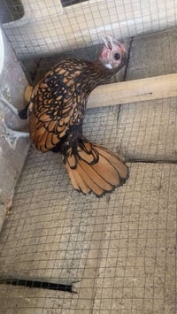 دجاج اسباني   سيت كامل دجاجتين  وديج بكد جاف اليد  العدد  ٣  بياضات  س...