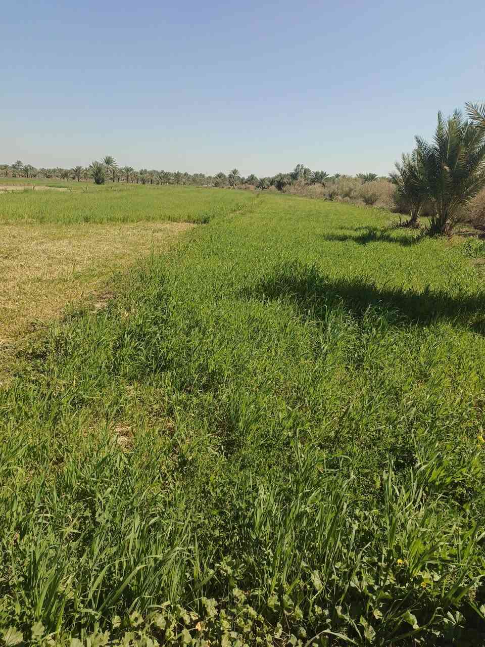 اسلام عليكم قطعه لبيع المساحه 3 دونم وجهيه 50
تحويل بسم المشتري  طابو زراعي سند 25 
مكان كلش حلو تبعد عن الشارع العام مال الدسميه 300 متر 
وبسعر مناسب  خدمات متوفره
استفسار اتصال ع الرقام ***********          ***********
