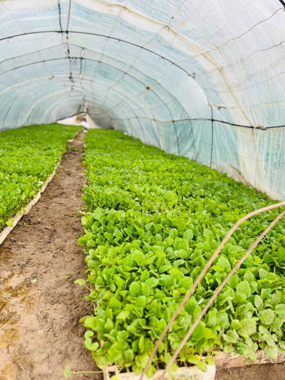 دايات فلفل حار وبارد (مودستو) باذنجان( سوري وعبد اسود) وطماطه (فتون )
جملة ومفرد متوفر
***********
