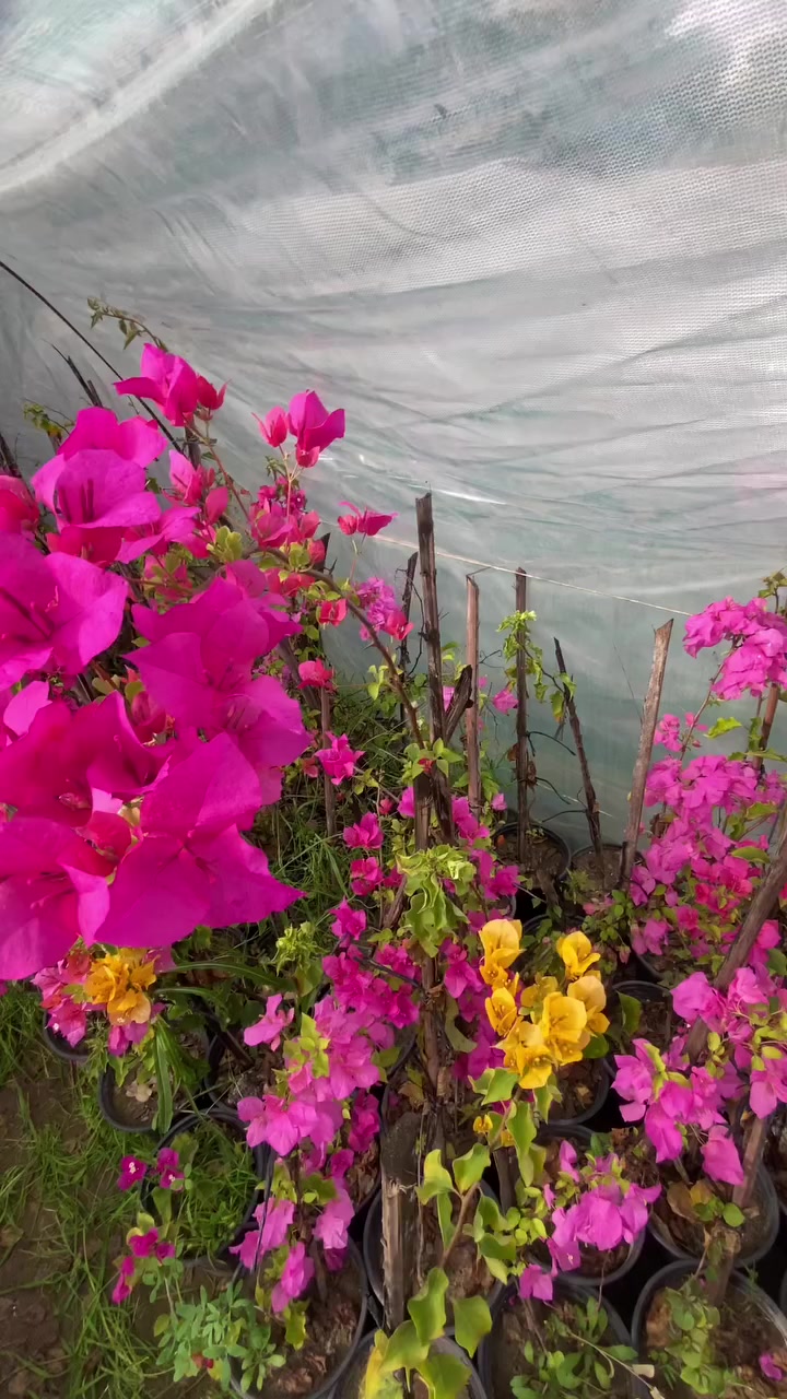 🩷🩷


**إذا كنت صاحب هذا الإعلان وتريد حذفه لأي سبب، رجاءا أرسل رسالة إلى الدعم الفني**