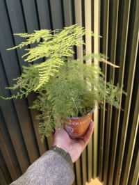 نباتات هولندية • نباتات داخلية • موصل حي السكر