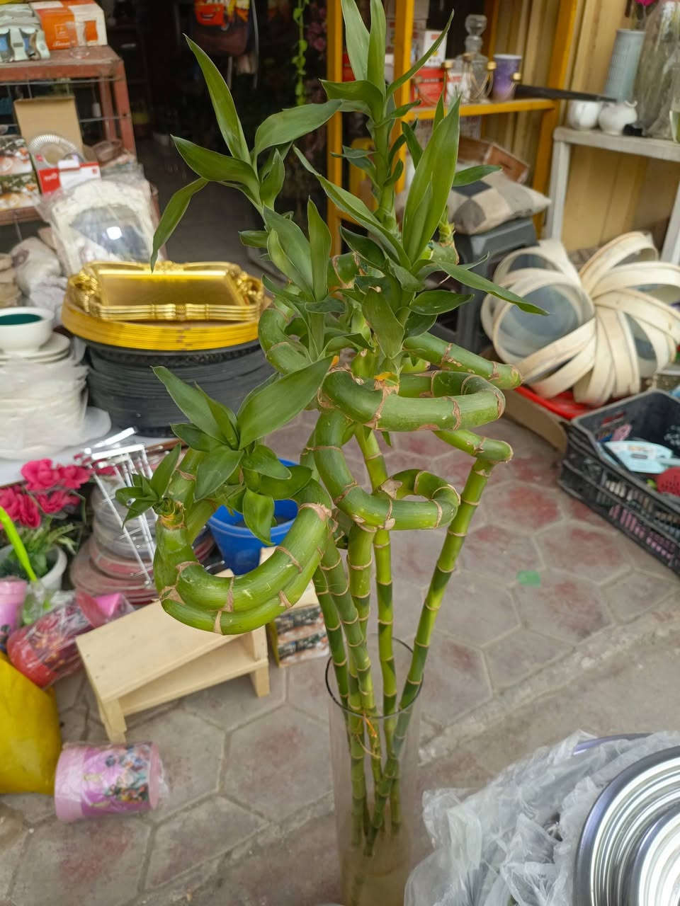 وصل لبلاب بلونين ليموني واخضر تعليگ السعر 7000دينار وعصا موسى واحد متر السعر 3000دينار العنوان شارع عرق النسا مقابل علوة نافع لبيع الفواكه والخضراوات الليث للتحفيات والزهور الصناعية


**إذا كنت صاحب هذا الإعلان وتريد حذفه لأي سبب، رجاءا أرسل رسالة إلى الدعم الفني**