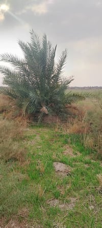 ١٥ دونم • طابو • الدوانيه