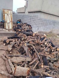 يوجد حطب گرامي خشنه  #يابس_80%  #اخضر_20%   #للبيع من يرغب بالشراء يتص...