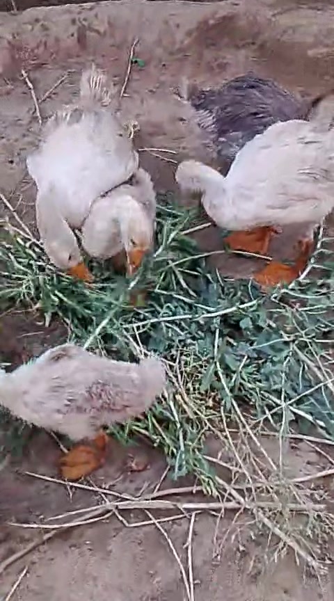 السلام عليكم 
متااااح مخاليف قازات كوبرا العدد 8  الزوج 35 وبي مجال للشراي ابيع شلع المكان بيجي الحي العصري


**إذا كنت صاحب هذا الإعلان وتريد حذفه لأي سبب، رجاءا أرسل رسالة إلى الدعم الفني**
