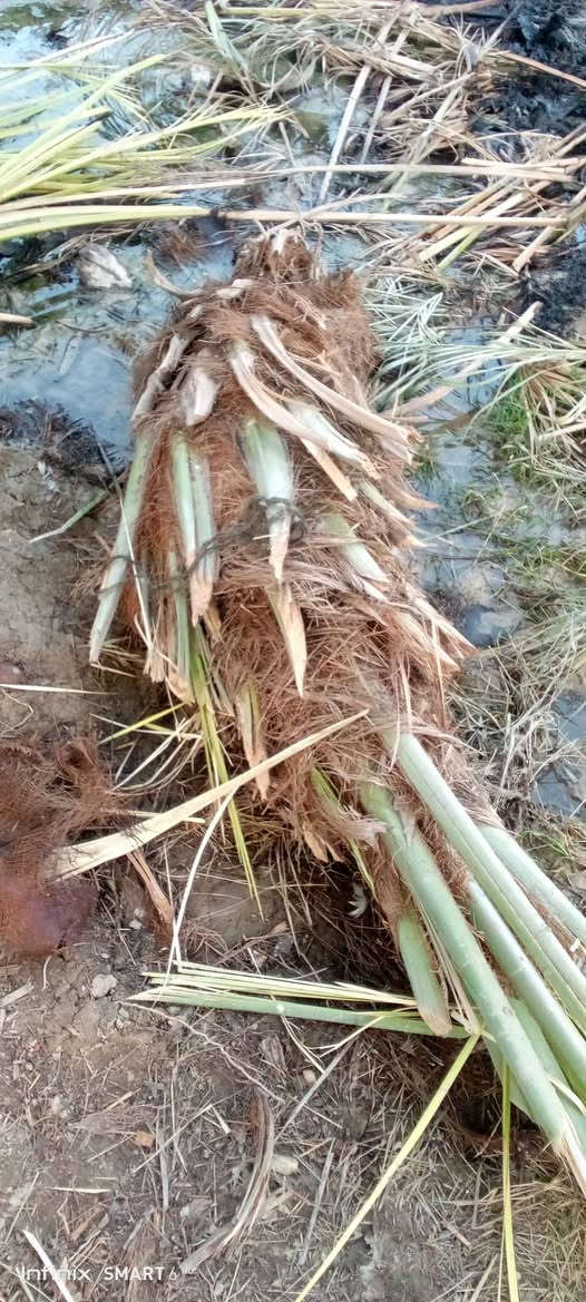 سلام عليكم نخل زين للبيع سعر ،(3000دينار)***********
