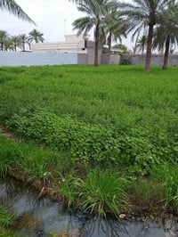 ضمانة • ١٤لوح • زملت حمدي