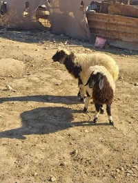 زوج خروف • الريحانة • توصيل