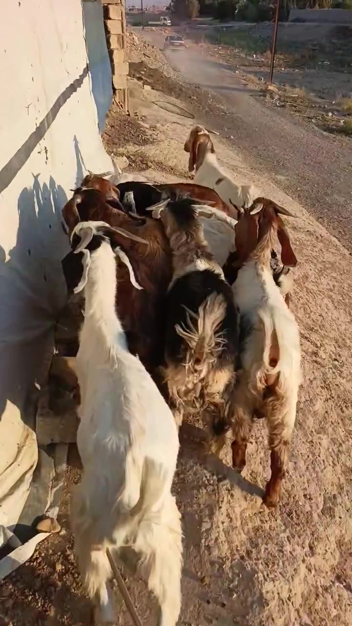 بسم الله متاح جدايه عدد (١٠) بيهن صخلتين والباقي افحل  سمان ومعلوفات حنطه المكان العلم الشراي يتصل الخاص مغلق ***********
