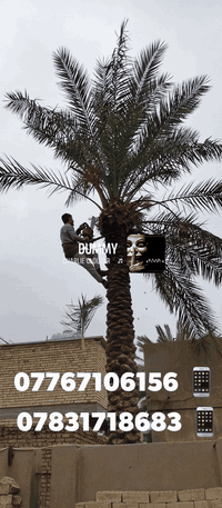 قطع أشجار • قطع نخيل • الكرخ والرصافة