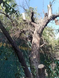 تقطيع الاشجار مجاني في جميع مناطق بغداد الكرخ و الرصافه الاتصال على ال...