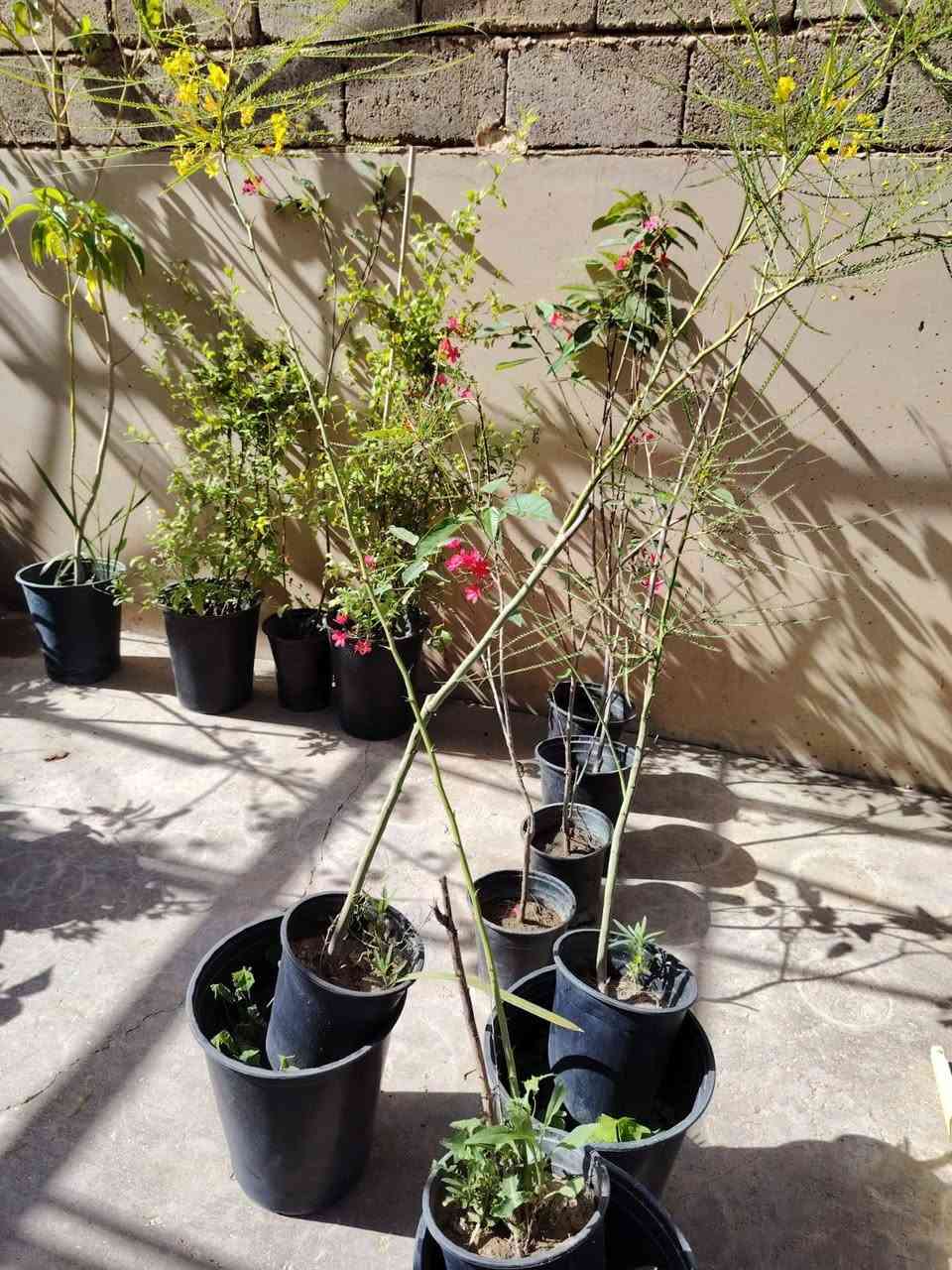 أشجار   الباركسونيا    من الأشجار تتحمل الحر والبرد والأرض المالحه     مفيده  للعلف  الفرس  والنحل     السعر  ٩٠٠٠ 🦋🦋🦋🦋🦋🦋🦋🦋العنوان الانبار راوه الجديده آخر شارع بيت علي حماد محمد قرب جامع محمد الفاتح وعدنا توصيل راوه عانه القائم حديثه الرمادي الفلوجه بغداد العامريه وحي الجامعه واليرموك والمنصور التوصيل حسب المكان واليجي يختار حيا الله


**إذا كنت صاحب هذا الإعلان وتريد حذفه لأي سبب، رجاءا أرسل رسالة إلى الدعم الفني**