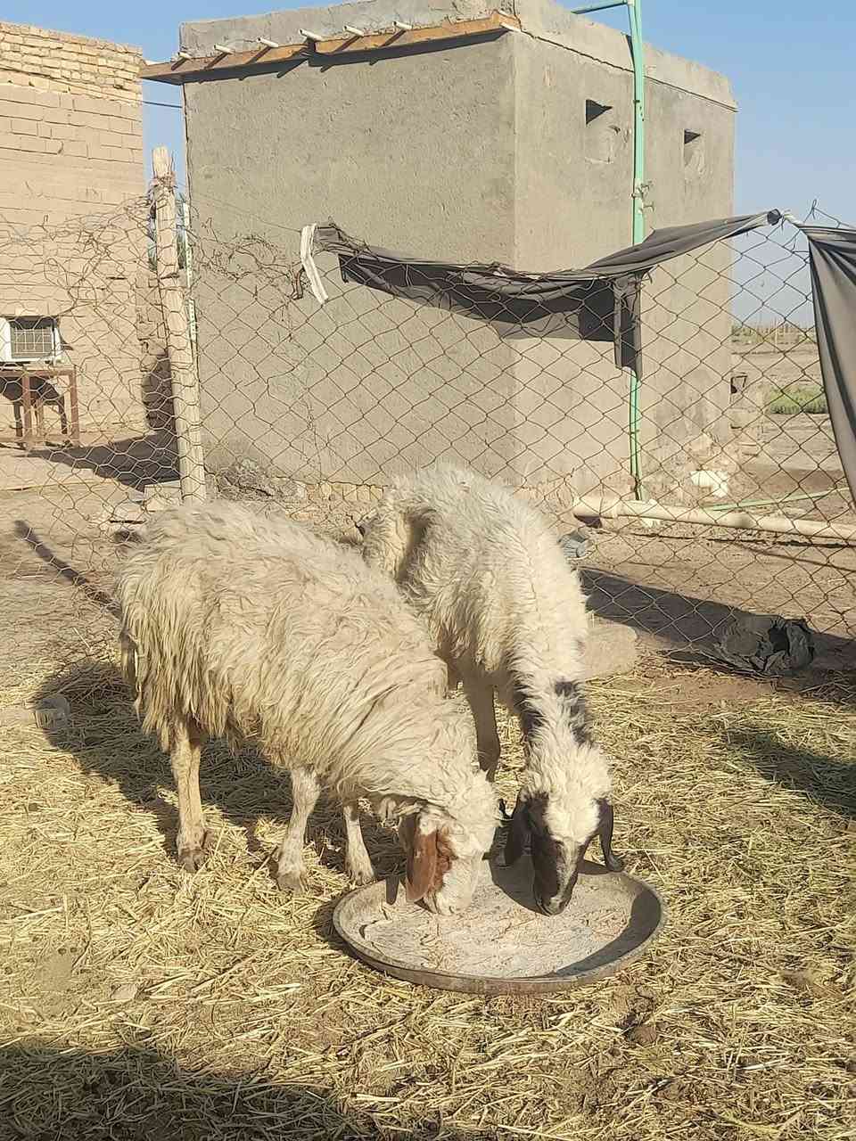 حساب لبيع المواشي  
@إشارة 
للبيع مثل ما موضح بالفيديو 
٢ نعجات وحده مضرع داره متوسطه بالعمر 
وثانيه بيه كبر بس سن واحد واكع
صحاه شرط سعر ٤٢٥ ثنينهن مع مجال ***********مكان سماوه قضاء الهلال
