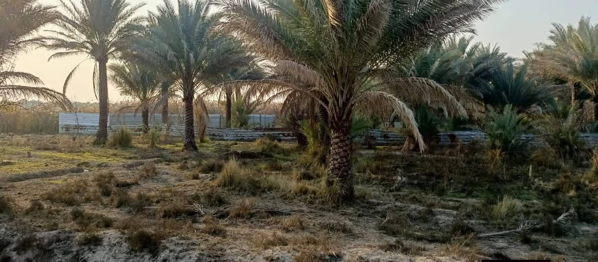 🌟 #دوانم_راقية_الك_ولعائلتك #5نجوم🌟
ط🔍 تبحث عن الهدوء والابتعاد عن زحمة المدينة والضوضاء؟ 🤔 لدينا الحل! دوانم طابو زراعي سنة 25، تحويل وفتح بيان مباشر باسم المشتري، وبدون دفع أي فلس إذا لم ينفتح البيان باسمك وتستلم سند 😊.
🏞️ _الموقع_:
- الدوانم كلها بالقرب منها مزارع وشاليهات وفلل 🏠
- مواقع مرتبة وكلش راقية 💯
- أرض خصبة 🌾
- مثالية للسكن والاستجمام 🌳
- دوانم الك ولعائلتك لإنشاء المزرعة او مكان للترفيه 🏞️
💰 _الأسعار_:
- تبدأ من 7 مليون دينار عراقي 🚀
- تصل إلى 65 مليون دينار عراقي 💸
🌟 _فرصة استثمارية_:
- للسكن 🏠
- للزراعة 🌾
- لبناء مزرعة لك ولعائلتك 🏞️
التاجي ذراع دجلة منطقت الشيخ عامر 
ليحب ياخذ لوكيشن الارض يتصل ويدلل 

📞 _للاستفسار_:
عامر ابو فهد
***********3 📱
#دوانم_راقية #استثمار_عقاري #زراعة #سكن #بغداد #العراق #عقارات #فرصة_استثمارية #مواقع_مميزة #هدوء #راحة
