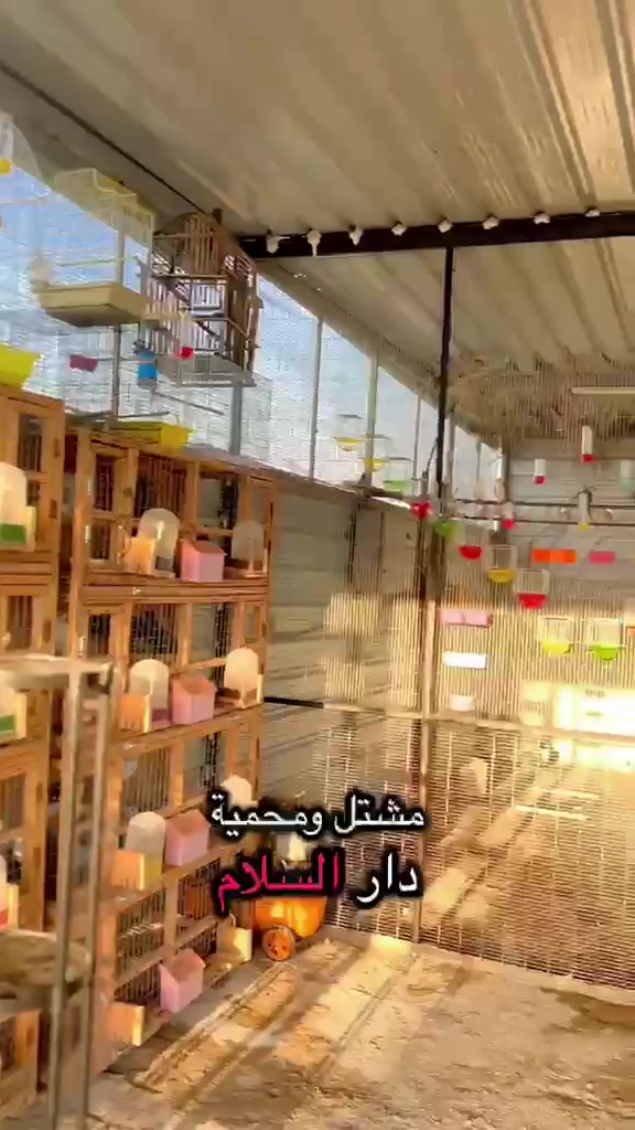 على بركة الله تعالى

تم بعون الله تعالى افتتاح مشتل ومحمية دار السلام
لتجهيز كافة الحدائق والمحميات بأنواع النباتات وطيور الزينه
يتوفر توصيل داخل العزيزيه

العنوان
شارع النخيل مجاور فراس ابو الشربت قرب محطة الكهرباء


**إذا كنت صاحب هذا الإعلان وتريد حذفه لأي سبب، رجاءا أرسل رسالة إلى الدعم الفني**