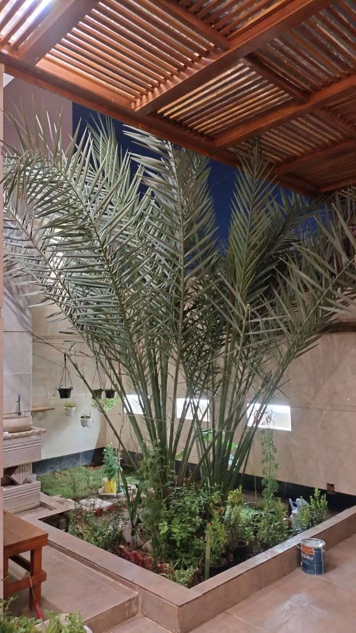 للبيع فرخ نخل برحي  اصلي غير نسيجي من نخل الفاو
الفرخ بعده ملتصق بالاصل ولكن مدفون صار 3سنوات وبيه راكوب،
النخلة الاصليه حماله كل سنة تحمل ولكن هذه السنة اتأخر الحمل.
والي يريد يشتري اخليهةيشوف حمل النخله العام الماضي حتى يتأكد انها برحية.
السعر 250 الف وبيه مجال

العنوان البصرة القبلة  حي المهندسين
***********
