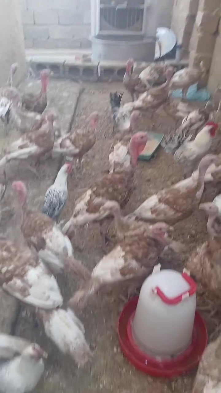 السلام عليكم من رخصة الادمن عندي ٣٨ ديج فسيفس هولندي عمر ٤ اشهر واربع فروجات فسيفس نصحات مشاءالله تبارك الله الديج ٣٥الف  والفروجه ٢٣الف وعندي ٩ دجاجه و٧ دوجه فيومي على وشك يبيض الزوج ٣٥ ابيع شلع حياكم الله العنوان حي الصناعة +9647759630433


**إذا كنت صاحب هذا الإعلان وتريد حذفه لأي سبب، رجاءا أرسل رسالة إلى الدعم الفني**