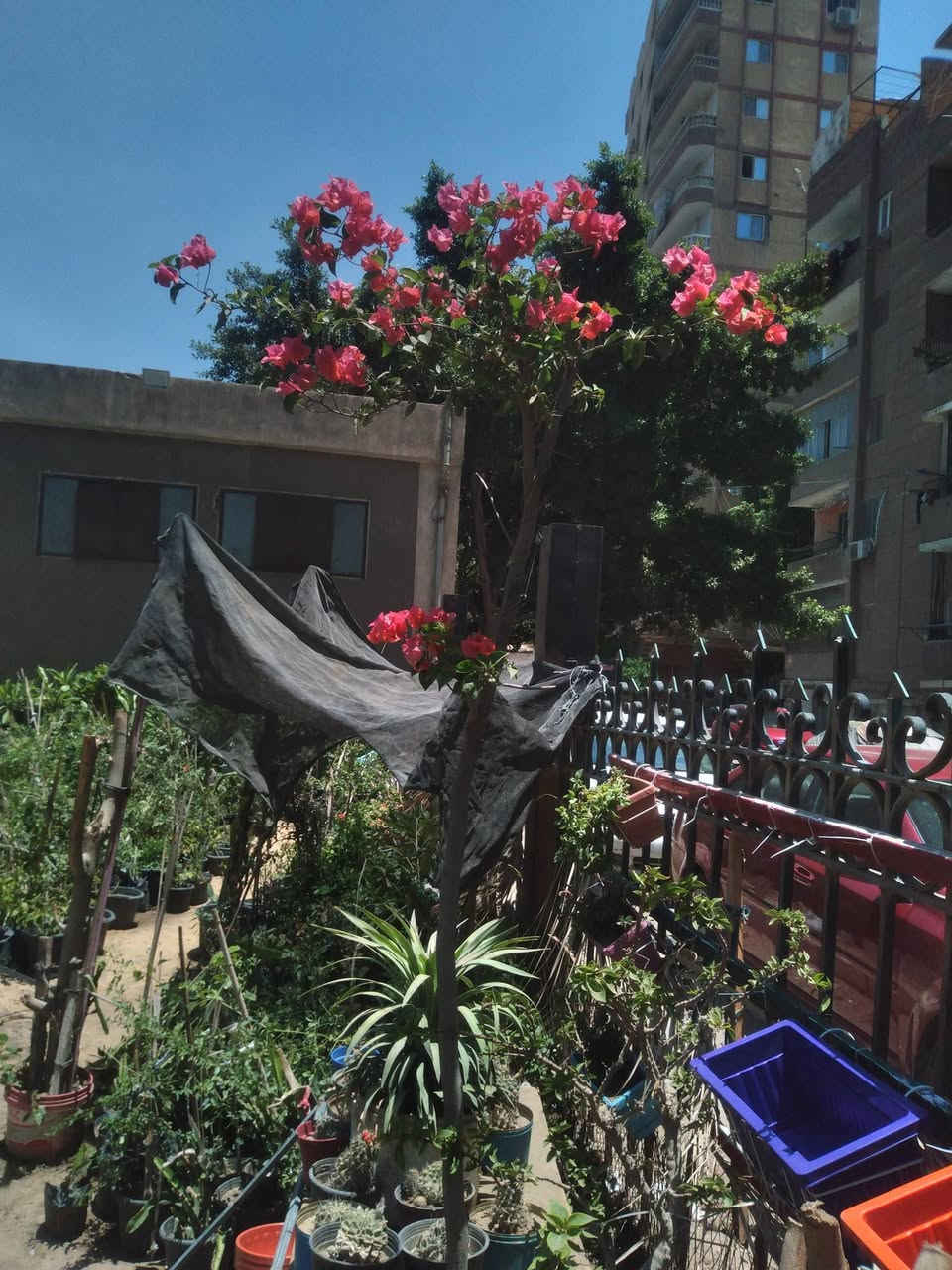 اللهم بارك .. الزرع حياة 
مشتل الهرم 
ديكوريشن Decorations  
٠١١٥١٥٨٣٤٤٨


**إذا كنت صاحب هذا الإعلان وتريد حذفه لأي سبب، رجاءا أرسل رسالة إلى الدعم الفني**