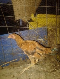 دجاج عرب • دجاج • فراخ • طيور • دجاج للبيع • دجاج عربي • بيع دجاج