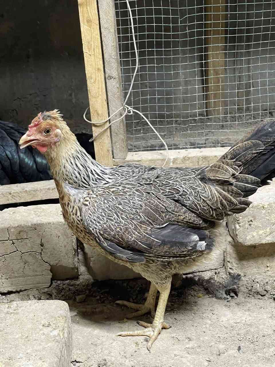 اللهم صل على محمد وال محمد
للبيع شلع
ديج كويتي مع 2 دجاجتين كويتيات

8 دجاجات مع ديج ورد الباكلة عربيات اول مبياض الهم من ضمنهن دجاجتين كركات 

+ امايه جواهه 7 كتاكيت ابو رگيبة 

شباب ذني كلهن شلع للبيع السبب ما متفرغ الهن 
مكاني حله - حي الاكرمين 
قيم بما يرضي الله وما اوكفلك على سعر


**إذا كنت صاحب هذا الإعلان وتريد حذفه لأي سبب، رجاءا أرسل رسالة إلى الدعم الفني**
