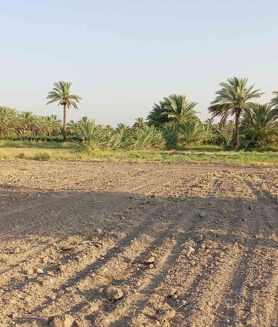 📢 للبيع قطعة أرض مميزة
🔹 المساحة: دونمان 🔹 نوع السند: طابو صرف زراعي 
(سند 25) 
🔹 الموقع: نهاية شارع البوحموسة 🔹
 المداور: ثاني يوم

✅ تتوفر جميع الخدمات: • ماء • كهرباء • إسالة ماء • شوارع مبلطة • مدارس حكومية قريبة.

$فيها اكثر من 100 فسيل نخل متنوع 

🔹 الواجهة: 80 متر
📍 قطعة مميزة تصلح لإنشاء مجمع سكني أو مزرعة استثمارية، بموقع حيوي ومخدوم بالكامل.

للاستفسار والمعلومات أكثر
 يرجى التواصل على الخاص أو الاتصال على الرقم
***********
