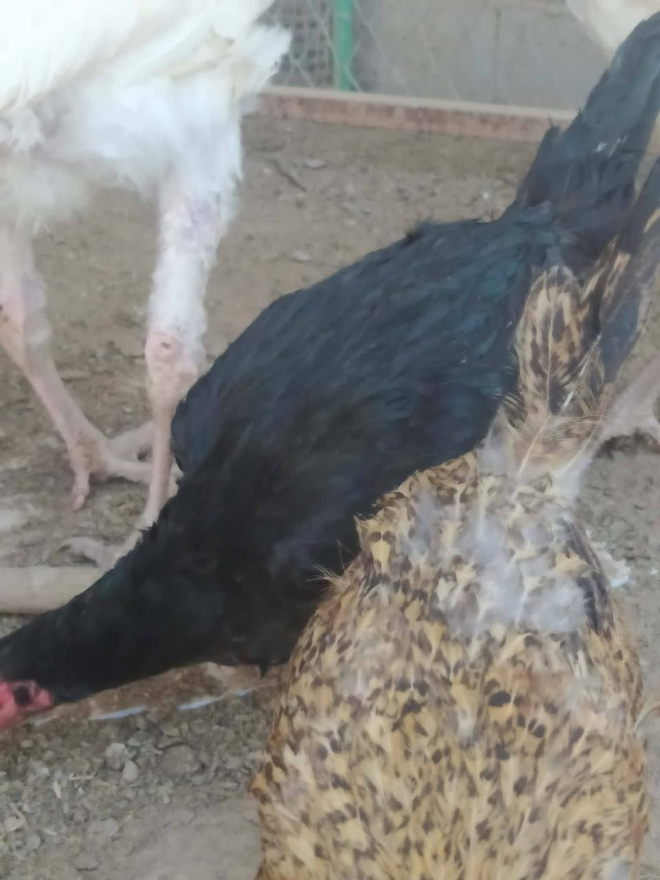25 مریشکو کەڵەشێر  هێلکەکەر دو مریشکی کر..قەلێکی سوری هۆڵندی هێلکەکەر..7 سۆنەی هۆڵندی بۆفرۆشتن لە سمود..کێ ویستی پەیوەندی بە خاوەنیوە بکات امە ژمارەکەیەتی***********
لەگەڵ 25جوجکەی تازە تەمەن دو ڕۆژ
25 مریشکو کەڵەشێر  هێلکەکەر دو مریشکی کر..قەلێکی سوری هۆڵندی هێلکەکەر..7 سۆنەی هۆڵندی بۆفرۆشتن لە سمود..کێ ویستی پەیوەندی بە خاوەنیوە بکات امە ژمارەکەیەتی***********
