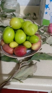 شاميه • تطعيم سدر