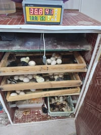 فقاسة • ٢٦٠ بيضة • تفقيس ٩٠%+