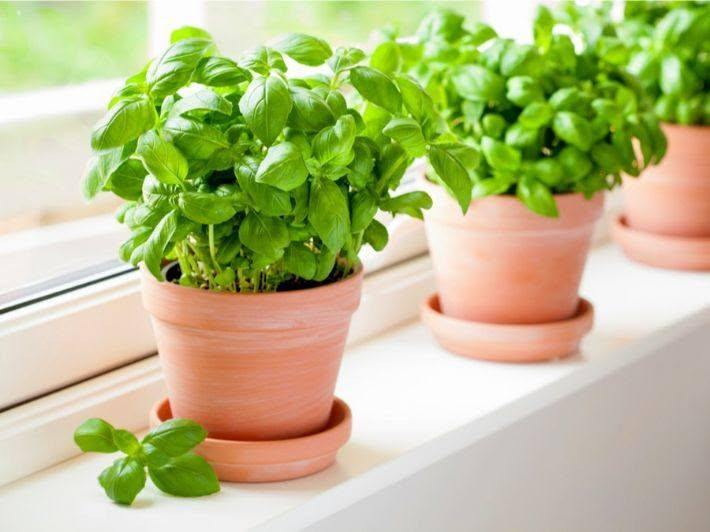 🌿 الريحان.. نبتة السحر والعطر! 🌿
🌱 لماذا تزرع الريحان؟
✔️ يضفي لمسة عطرية منعشة في حديقتك أو منزلك.
✔️ يستخدم في الطهي ليعطي نكهة مميزة للأطباق.
✔️ له فوائد صحية عديدة مثل تعزيز المناعة وتحسين الهضم.
✔️ طارد طبيعي للحشرات والبعوض.

☀️ طريقة العناية بالريحان
🌞 الضوء: يحتاج إلى 6-8 ساعات من الشمس يوميًا.
💧 الري: يحب التربة الرطبة ولكن ليس المشبعة بالماء.
🌿 التقليم: قصّ الأوراق باستمرار لتشجيع نمو جديد.
🏡 التربة: تربة جيدة التصريف وغنية بالمغذيات.

🪴 زراعته في المنزل
✔️ يمكن زراعته في أصيص على الشرفة أو المطبخ.
✔️ يفضل زراعته في الربيع والصيف.
✔️ احرص على تقليم الزهور لتشجيع نمو الأوراق العطرية.

🍃 أنواع الريحان
🌿 الريحان الحلو – الأكثر شيوعًا في الطهي.
🌿 الريحان التايلاندي – نكهة مميزة تشبه اليانسون.
🌿 الريحان الأرجواني – لون جميل ونكهة قوية.

🫖 فوائد صحية مذهلة!
✔️ مضاد للأكسدة، يحارب الجذور الحرة.
✔️ يساعد في تقليل التوتر وتحسين المزاج.
✔️ يعزز صحة الجهاز الهضمي.
✔️ مفيد لصحة البشرة والشعر.

💡 نصيحة ذهبية: إذا لاحظت ذبول الريحان، انقله إلى مكان مشمس واسقه بانتظام، وسترى كيف يستعيد حيويته!

🌿 هل لديك ريحان في منزلك؟ أخبرنا عن تجربتك! 💬

متوفر شتلات الريحان الأخضر والريحان الأرجواني..

#مشتل_زهرة_الأوركيدا
#موصل_حي_الكرامه_مقابل_دائرة_الكهرباء


**إذا كنت صاحب هذا الإعلان وتريد حذفه لأي سبب، رجاءا أرسل رسالة إلى الدعم الفني**