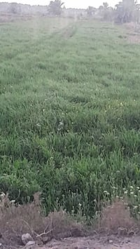 ارض زراعيه • دونم و٣٠٠ • طابو زراعي