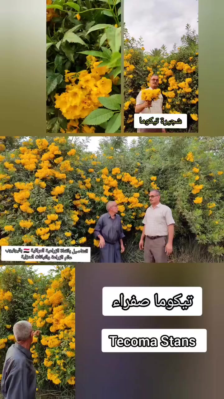 شجرة التيكوما القطمر الأمريكي tecoma 
متوفر الان شتلات بالمشاتل بانسب الاسعار جملة ومفرد

في بابل متوفرة شتلات لدى مشتل بابل لهواة الزهور 
العراق / بابل / الحلة حي الجزائر مقابل ملعب الحلة 
للحجز والاستفسار 
‏‪00 964 780 361 5355‬‏  سيد عبيس 
‏‪0770 872 2354‬‏ سيد مهند
