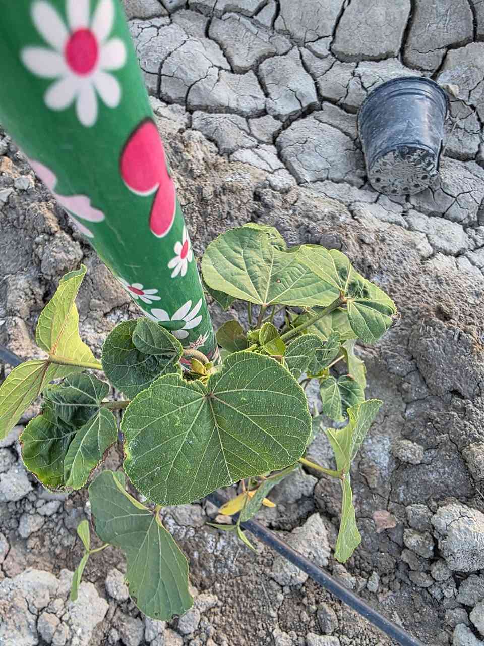 دونم طابو زراعي سند ٢٥ "جاهز" للبيع - مجمع مزارع  🌳💧
لظرف خاص ومستعجل جداً، يعلن عن بيع دونم (طابو سند 25) بمواصفات كاملة، يقع في قلب مجمع مزارع مخدوم ومنظم.
مميزات الأرض:
 * الموقع: بابل - ناحية النيل - منطقة الصياحية (مقابل مجزرة دواجن الخضراء مباشرة).
 * التجهيزات: الأرض مجهزة بـ منظومة ري بالتنقيط (تقطير) حديثة وبها أشجار ظليه.
 * الخدمات: متوفر (كهرباء + ماء شرب + ماء سقي).
 * الوضعية: الأرض جاهزة للزراعة والعمل الفوري.
تفاصيل العرض (للجادين فقط):
💰 السعر: 70 مليون دينار (وقابل للتفاوض بشيء بسيط).
🤝 ميزة إضافية: لغرض الاستعجال بالبيع، جميع رسوم ومصاريف التحويل يتحملها البائع بالكامل، المشتري لا يدفع أي رسوم تحويل.
المكان يتكلم عن نفسه والمعاينة خير دليل، المشتري يقتنع فور رؤية الموقع والخدمات.
📍 للتواصل والاستفسار:
اتصل الآن: ***********
(متوفر واتساب)
