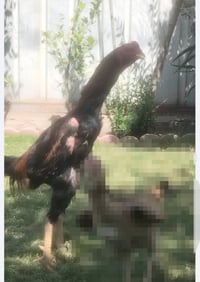 مساء الخير البيع  بغداد الحسينيه راشديه رقم الهاتف 07713251789  سعر 10...