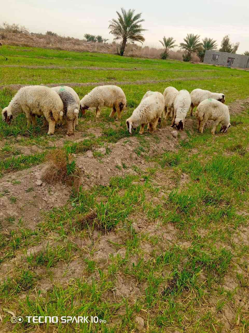 السلام عليكم اخوان متاح طليان العدد عشره فطيمه وطلي طليان درجة اولى الي يريدهن يعلق او يتصل ***********
